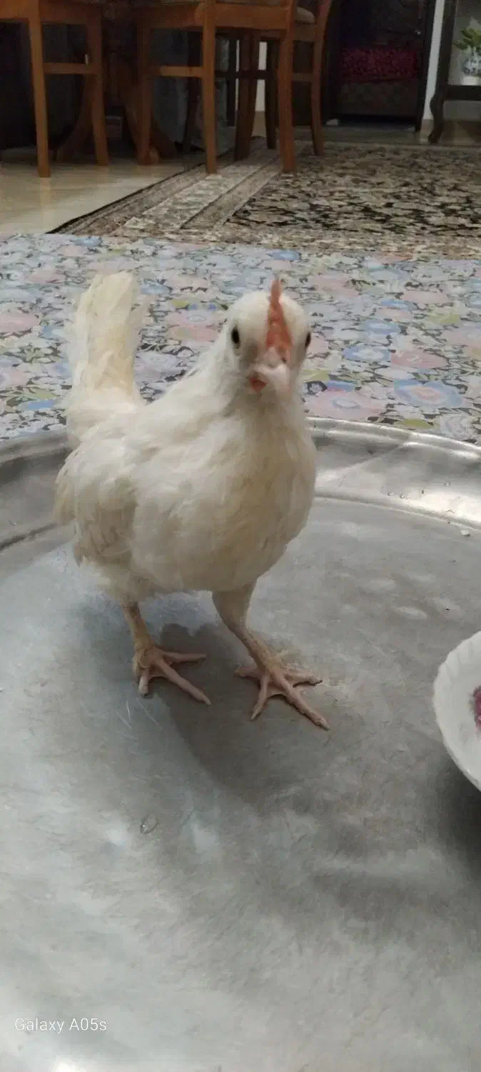 جوجه خروس جینی|حیوانات مزرعه|رشت, پیرکلاچای|دیوار