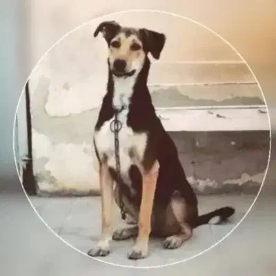 سگ دو رگه مخصوص نگهبانی|سگ|لامرد, |دیوار