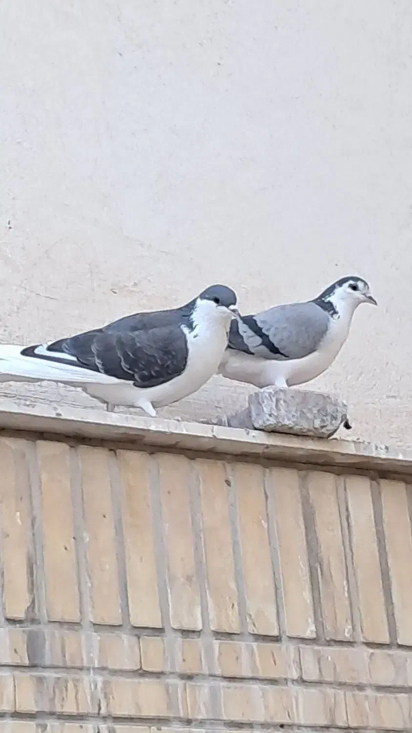 کفتر یا کبوتر دمگیر|پرنده|شاهین‌شهر, مخابرات (شهید بهشتی)|دیوار