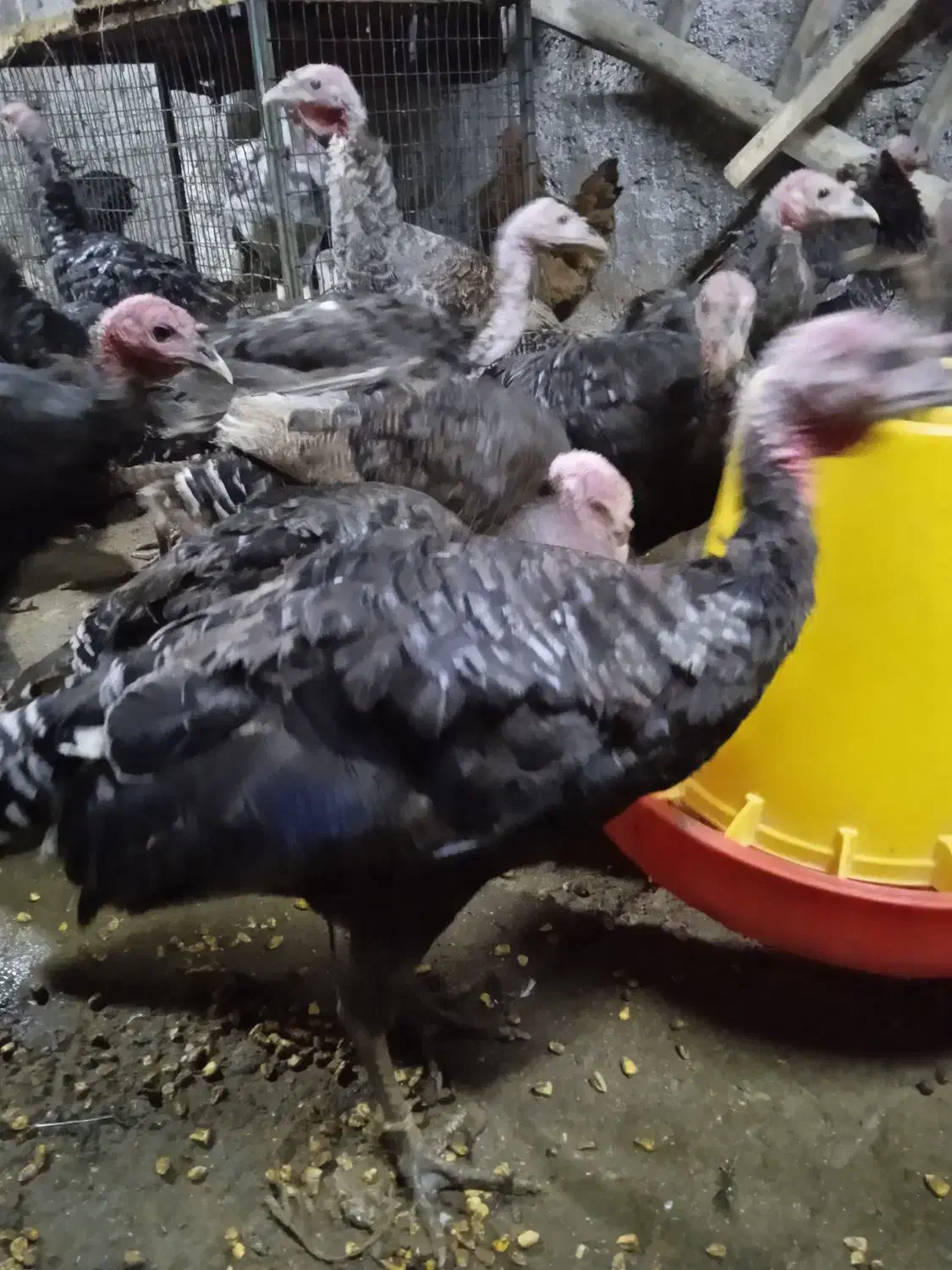 جوجه بوقلمون|حیوانات مزرعه|نیشابور, فضل|دیوار