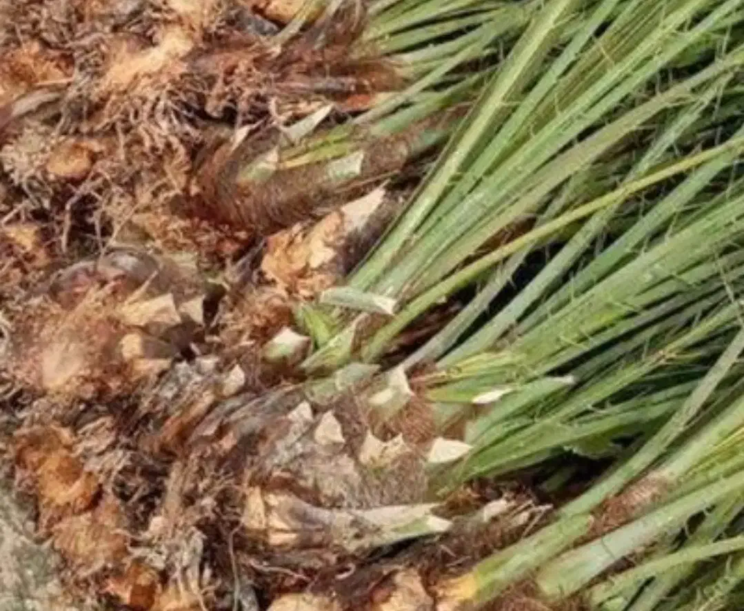 نهال مضافتی|خدمات باغبانی و درختکاری|سراوان, |دیوار