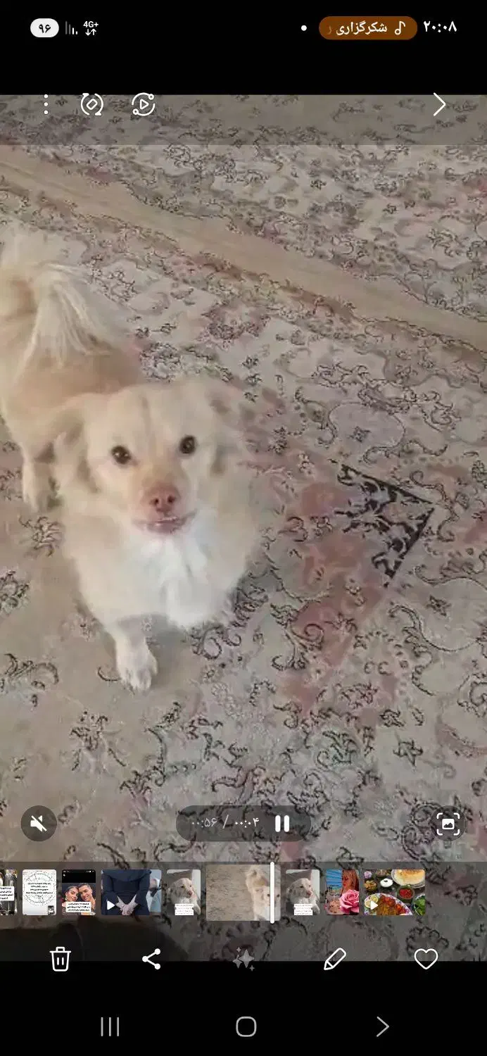 واگذاری|سگ|پردیس, فاز ۱۱|دیوار