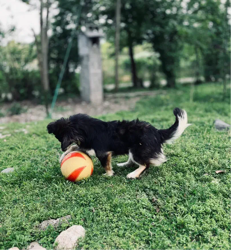 فروش. سگ|سگ|فومن, |دیوار