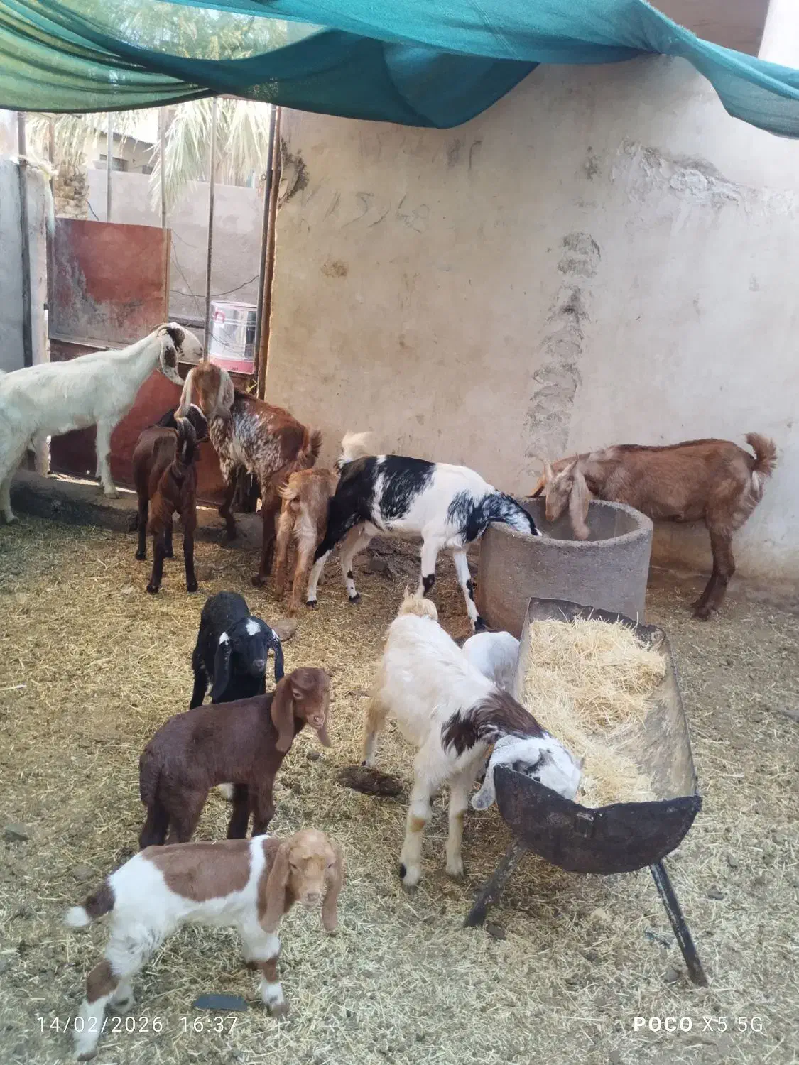 بزوکره|حیوانات مزرعه|بم, |دیوار