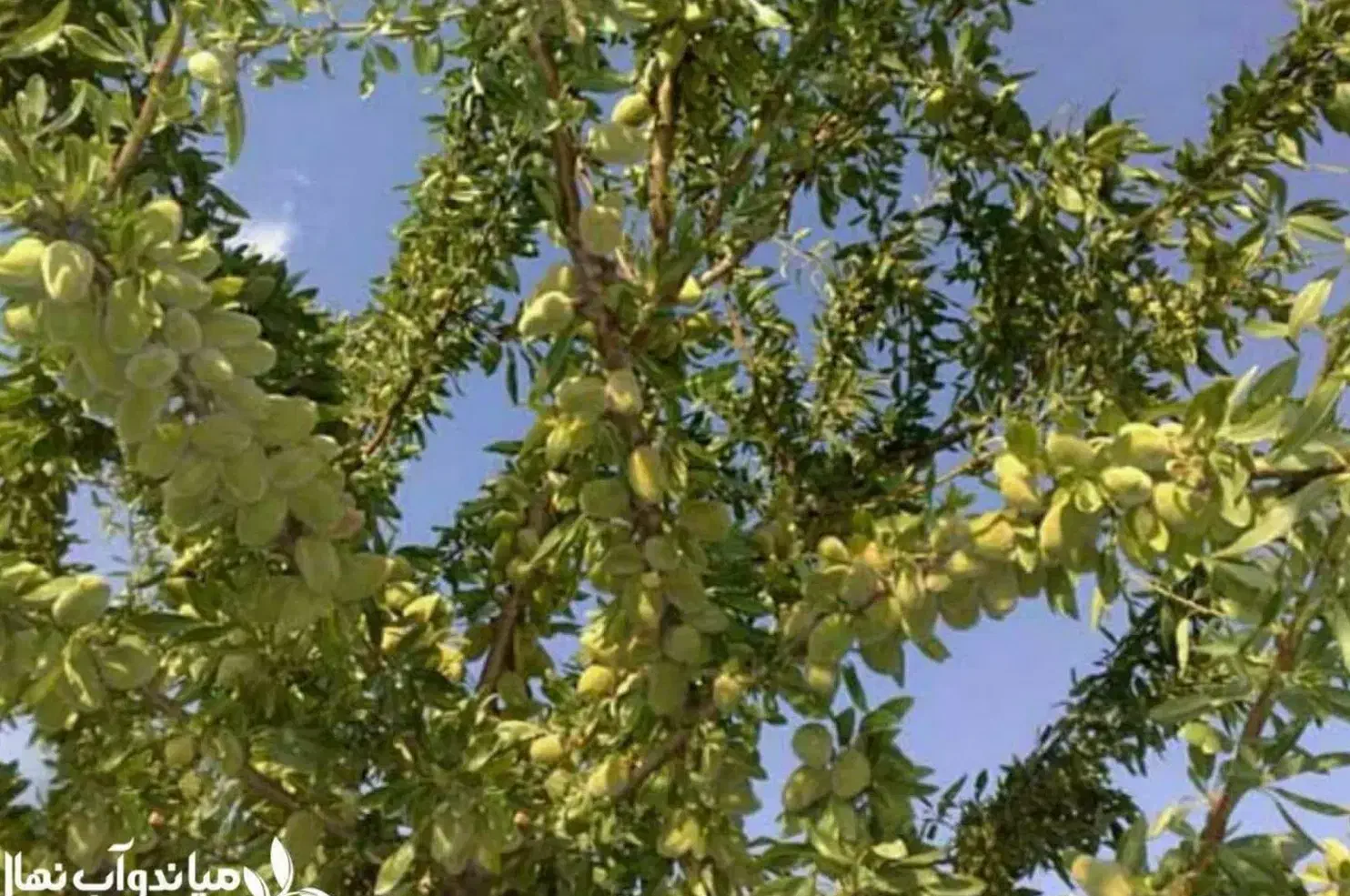 توزیع نهال بادام اسکندر یکساله فقط۵۰ تومان|خدمات باغبانی و درختکاری|رستمکلا, |دیوار