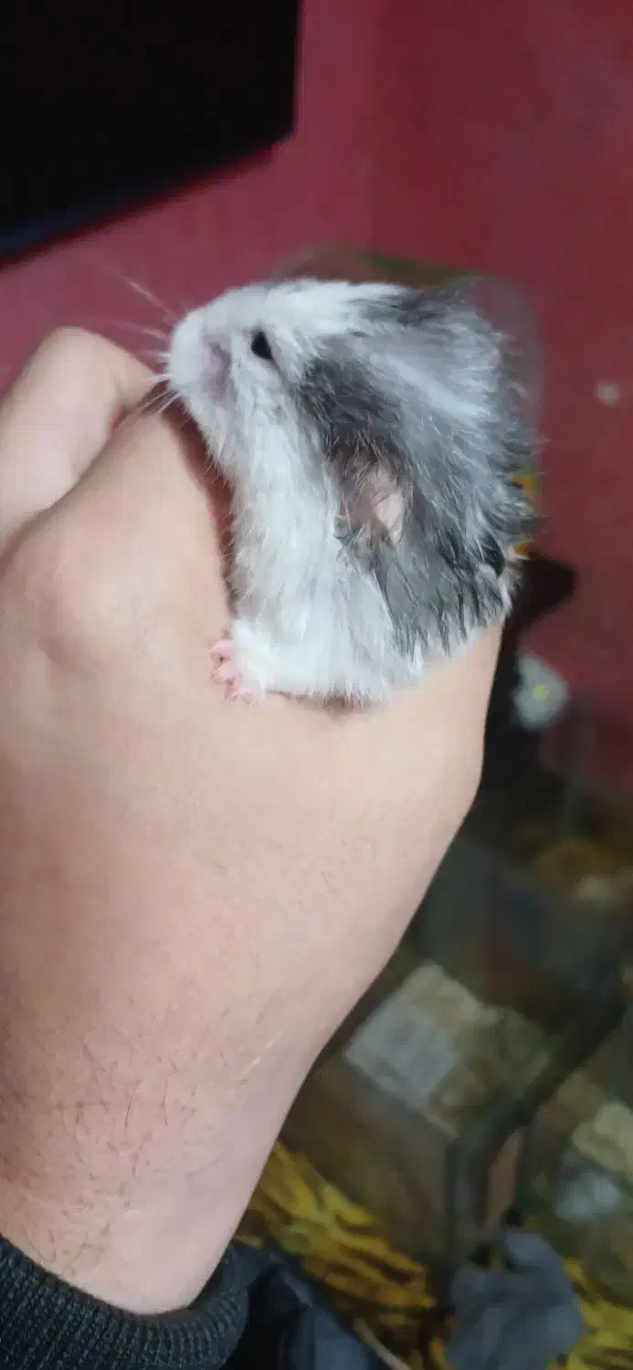 خوکچه هندی و همستر|موش و خرگوش|رشت, کوی غلام نیا|دیوار