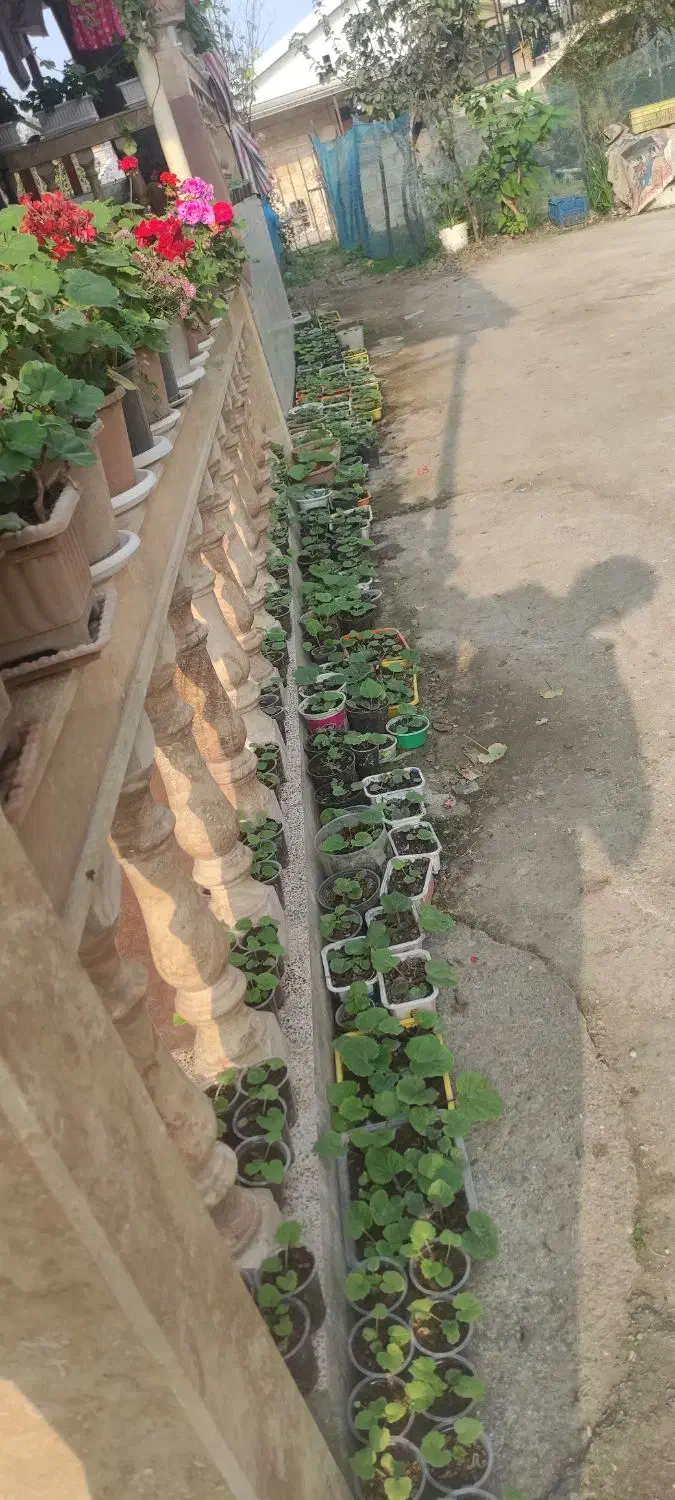 گل های سینره همه رنگ 10--15|گل و گیاه طبیعی|تالش, هشتپر|دیوار