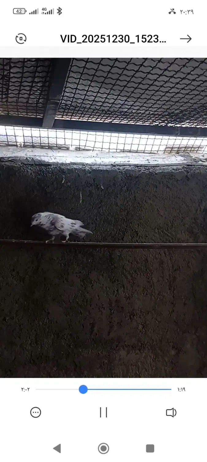 باخت رفته|حیوانات|رباط‌کریم, نصیرشهر|دیوار