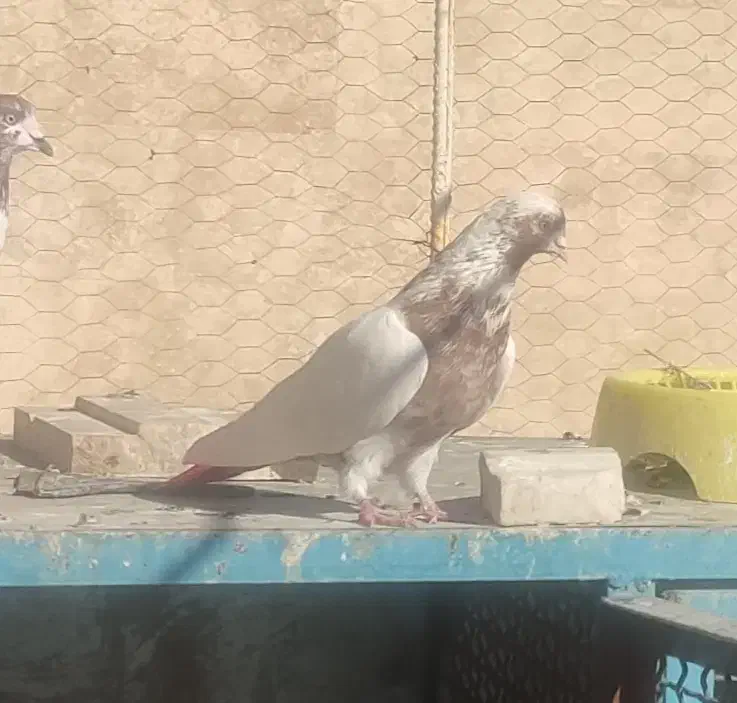 کبوتر گرفتنی طبقه ۱۰|پرنده|قم, شاه سید علی|دیوار