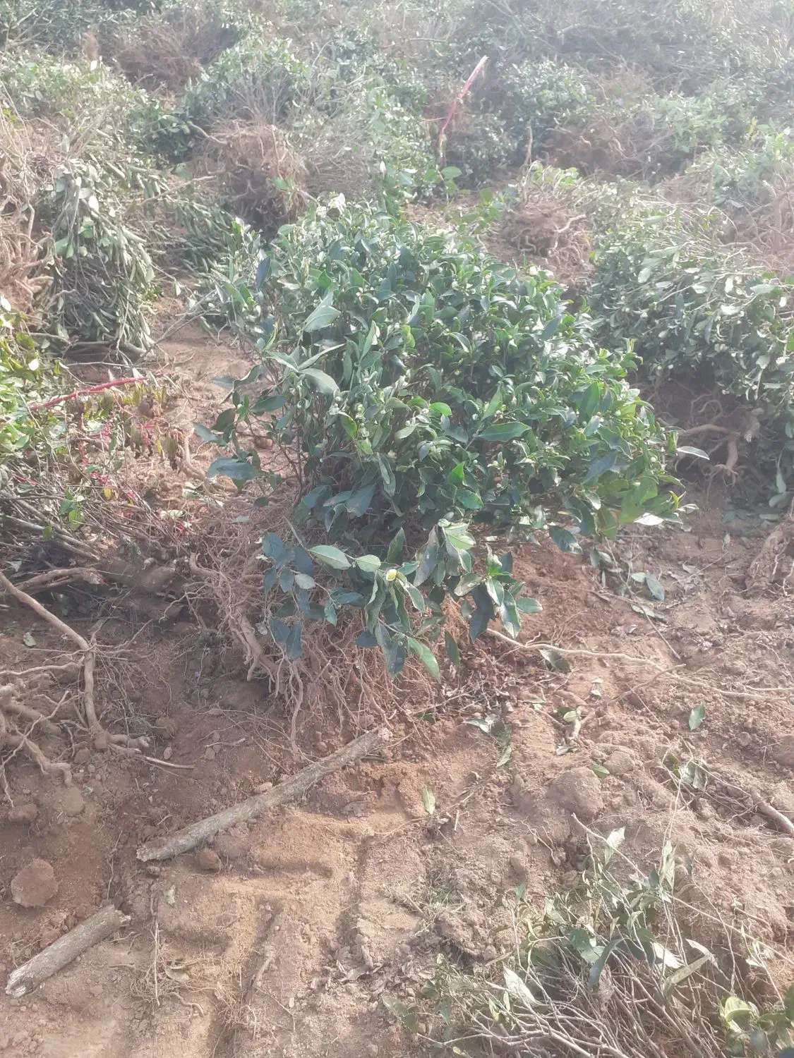 بوته چایی|خدمات باغبانی و درختکاری|چابکسر, |دیوار