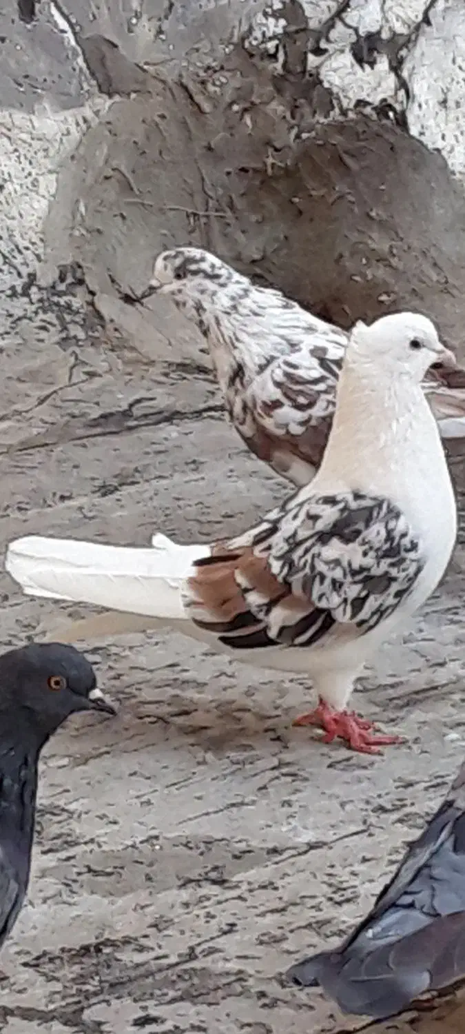 چند تاکفتر زیرکت راست تخته ای بنفش گمشده|حیوانات|قم, زند آباد|دیوار