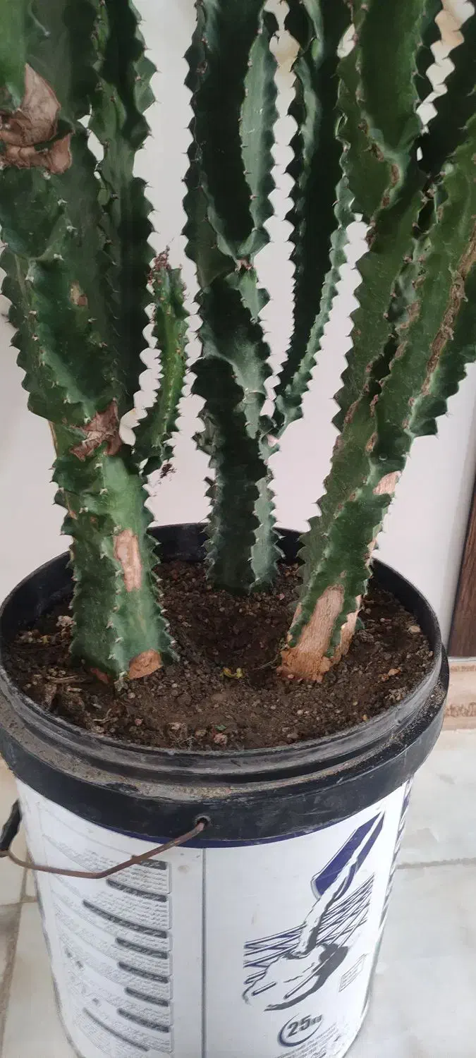 کاکتوس|گل و گیاه طبیعی|کرج, خرمدشت|دیوار