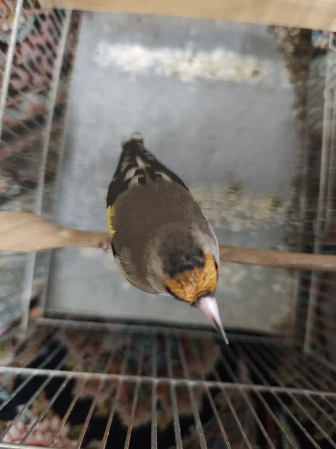 سهره گمشده|پرنده|شیراز, سعدیه شمالی|دیوار