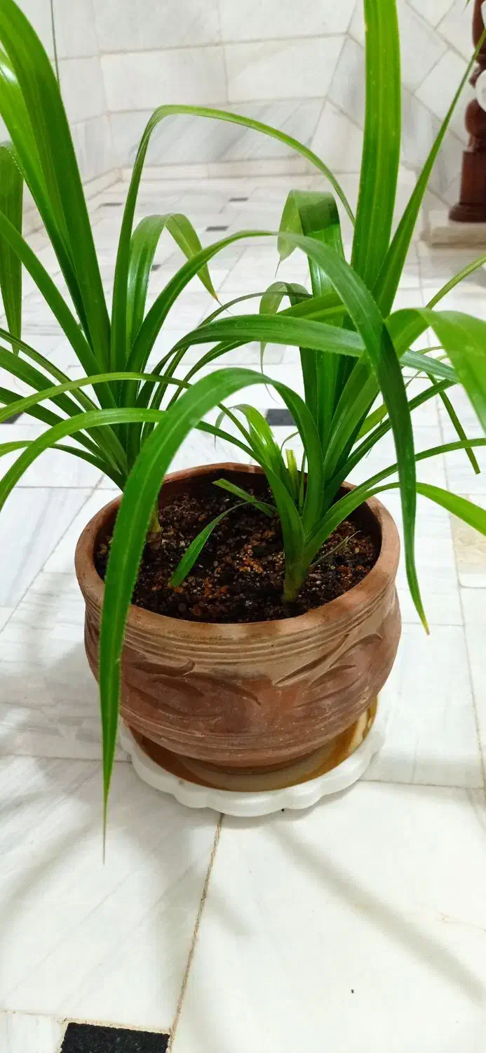 گیاه پاندانوس|گل و گیاه طبیعی|قم, نیروگاه|دیوار