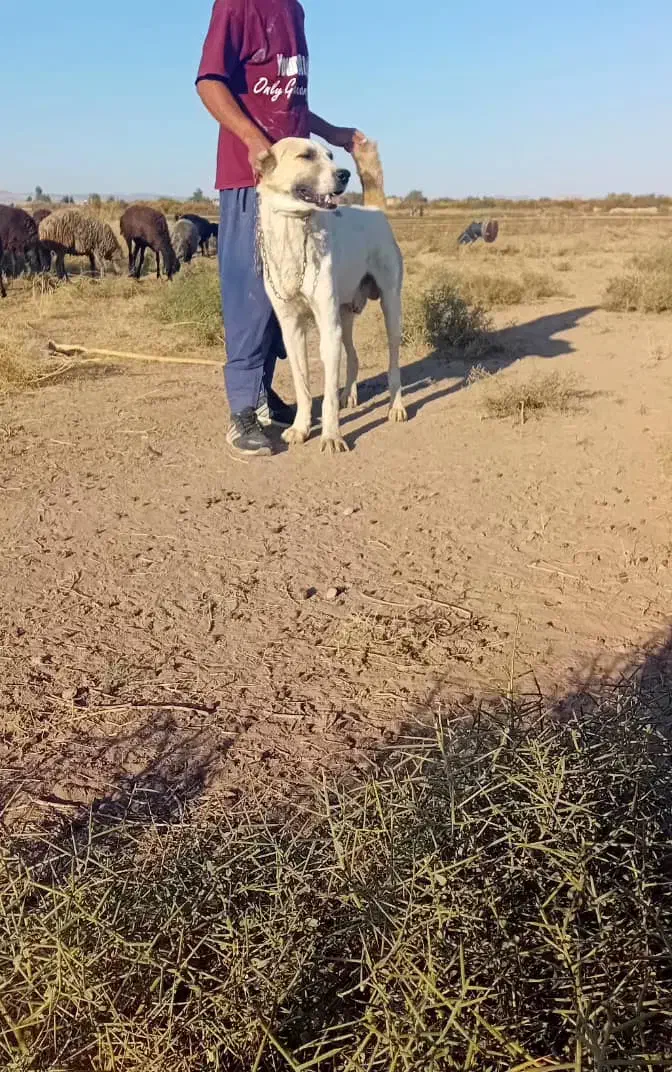 سگ گله|سگ|قم, بلوار امین و ساحلی|دیوار