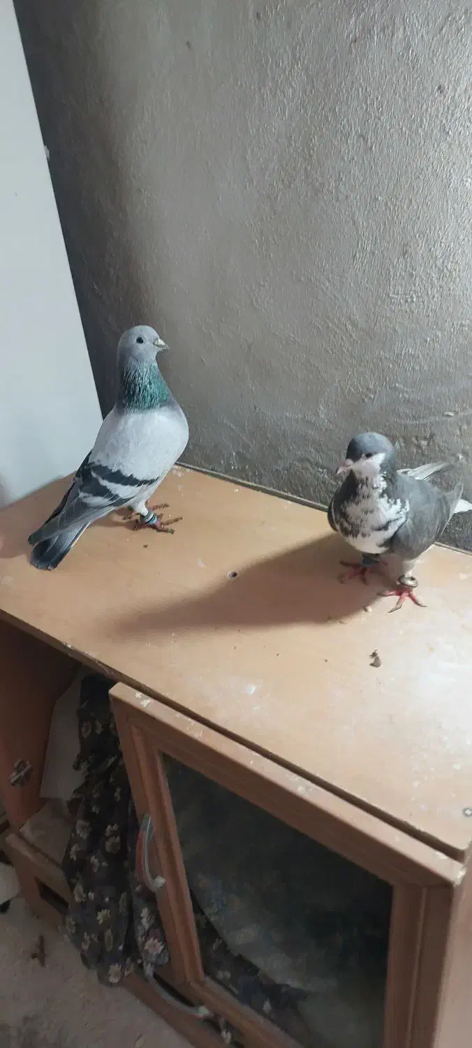 کفتر|پرنده|بردسکن, |دیوار