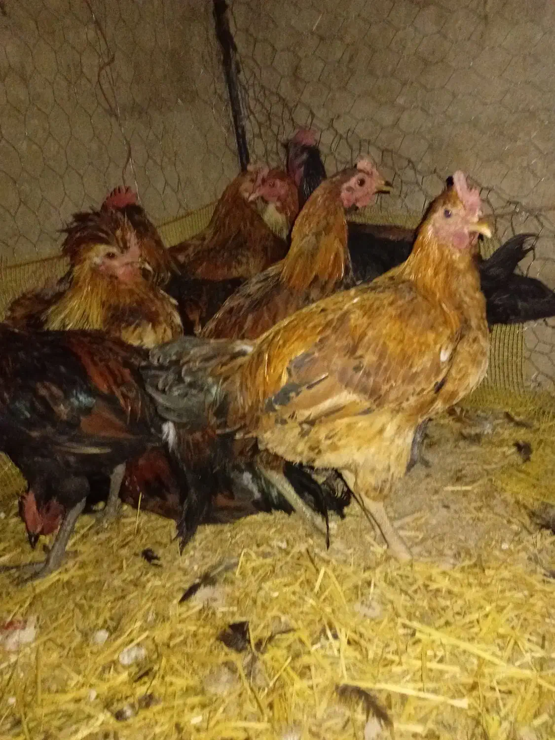 جوجه 5 ماهه|حیوانات مزرعه|رودشت (اصفهان), |دیوار