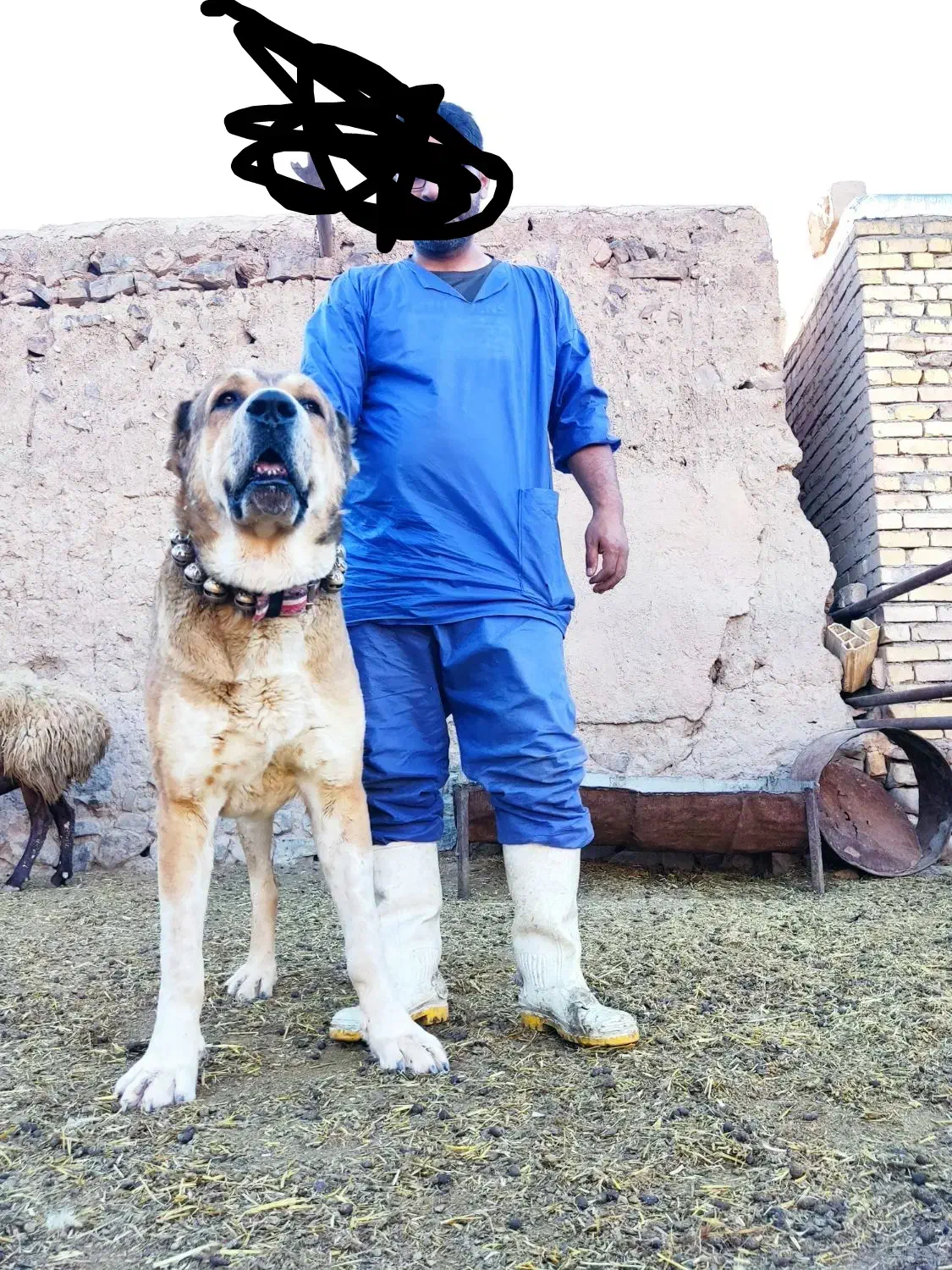 سگ گله ای سن ۴سالشه نیشای بالا شکسته|سگ|سبزوار, توحیدشهر|دیوار