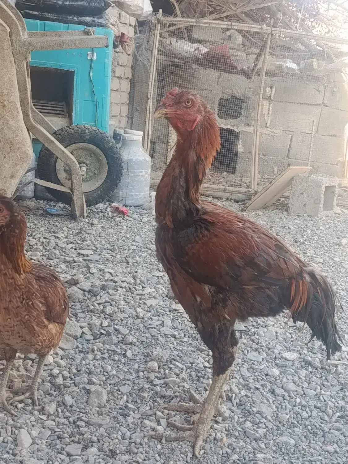 فروشی|حیوانات مزرعه|فنوج, |دیوار