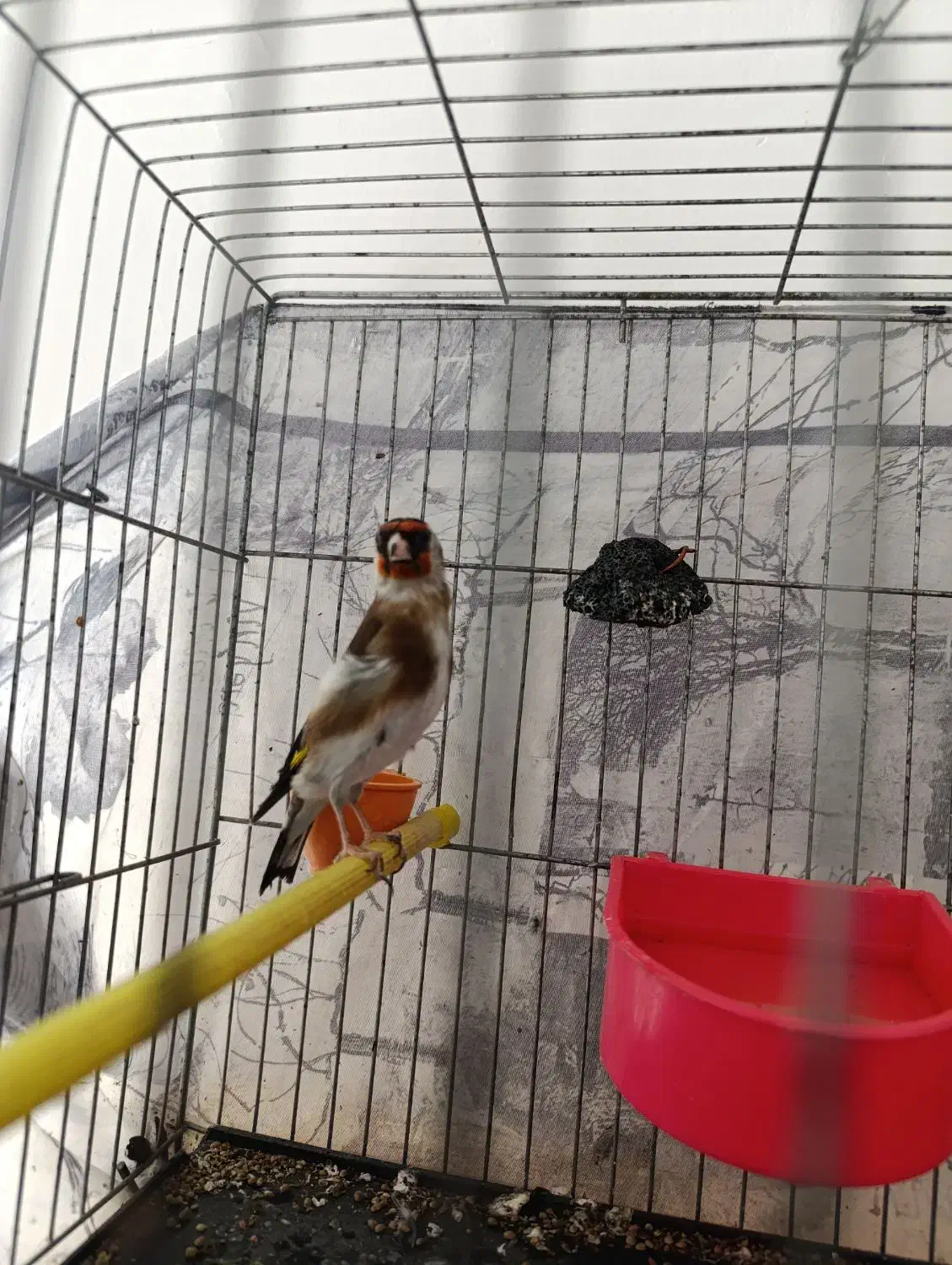 سهره ماده کار داده به ضمانت|پرنده|تهران, هلال احمر|دیوار