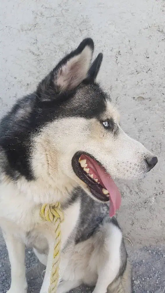 واگذاری سگ هاسکی نر|سگ|باسمنج, |دیوار