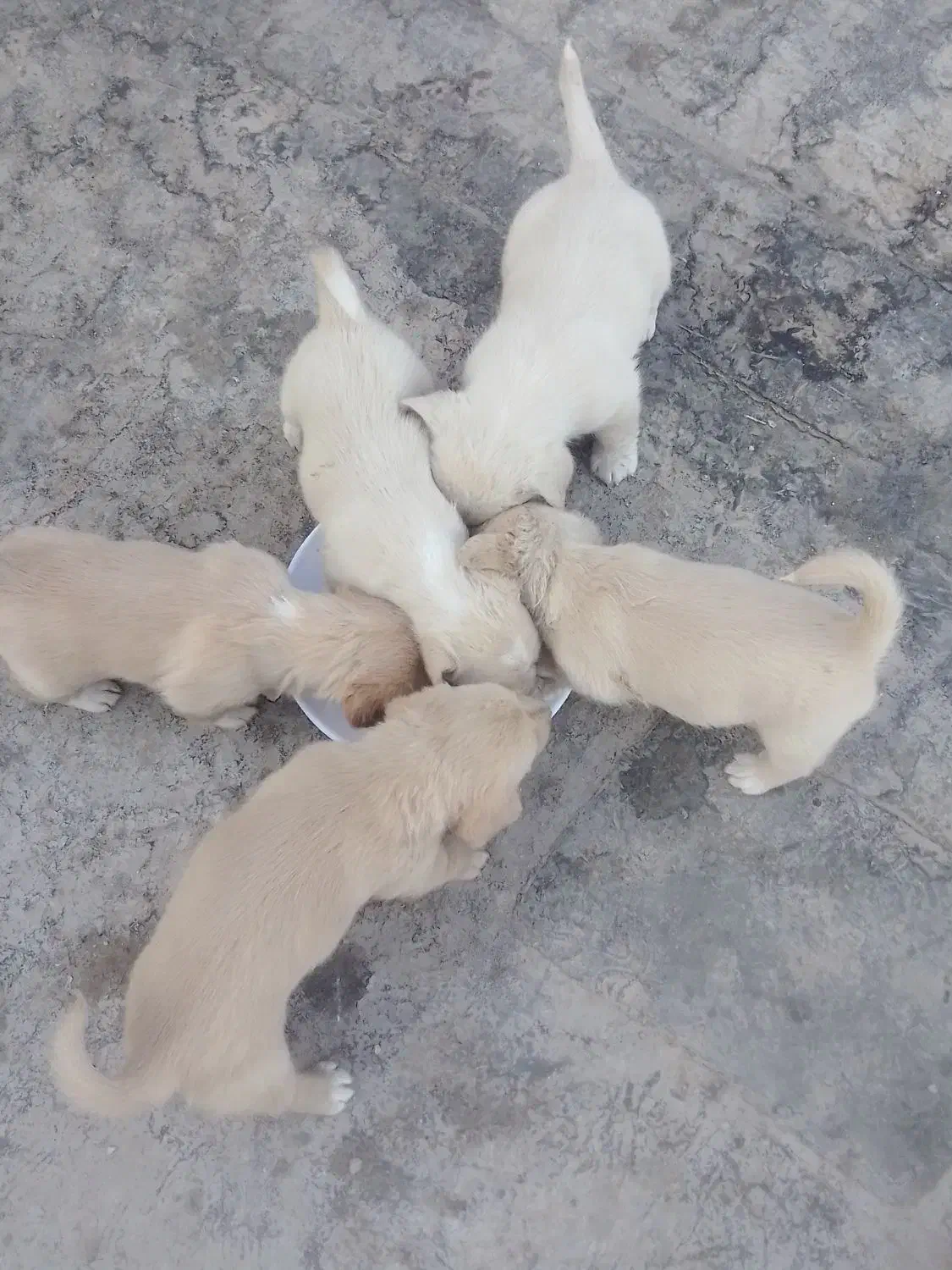 واگذاری         توله سگ پاکوتاه گلدن ریوتور|سگ|بومهن, |دیوار