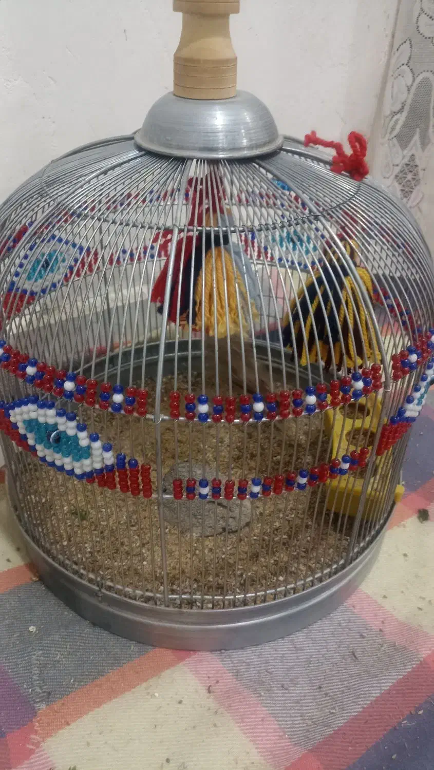 سهره خاکی معاوضه با پرنده|پرنده|آبپخش, |دیوار