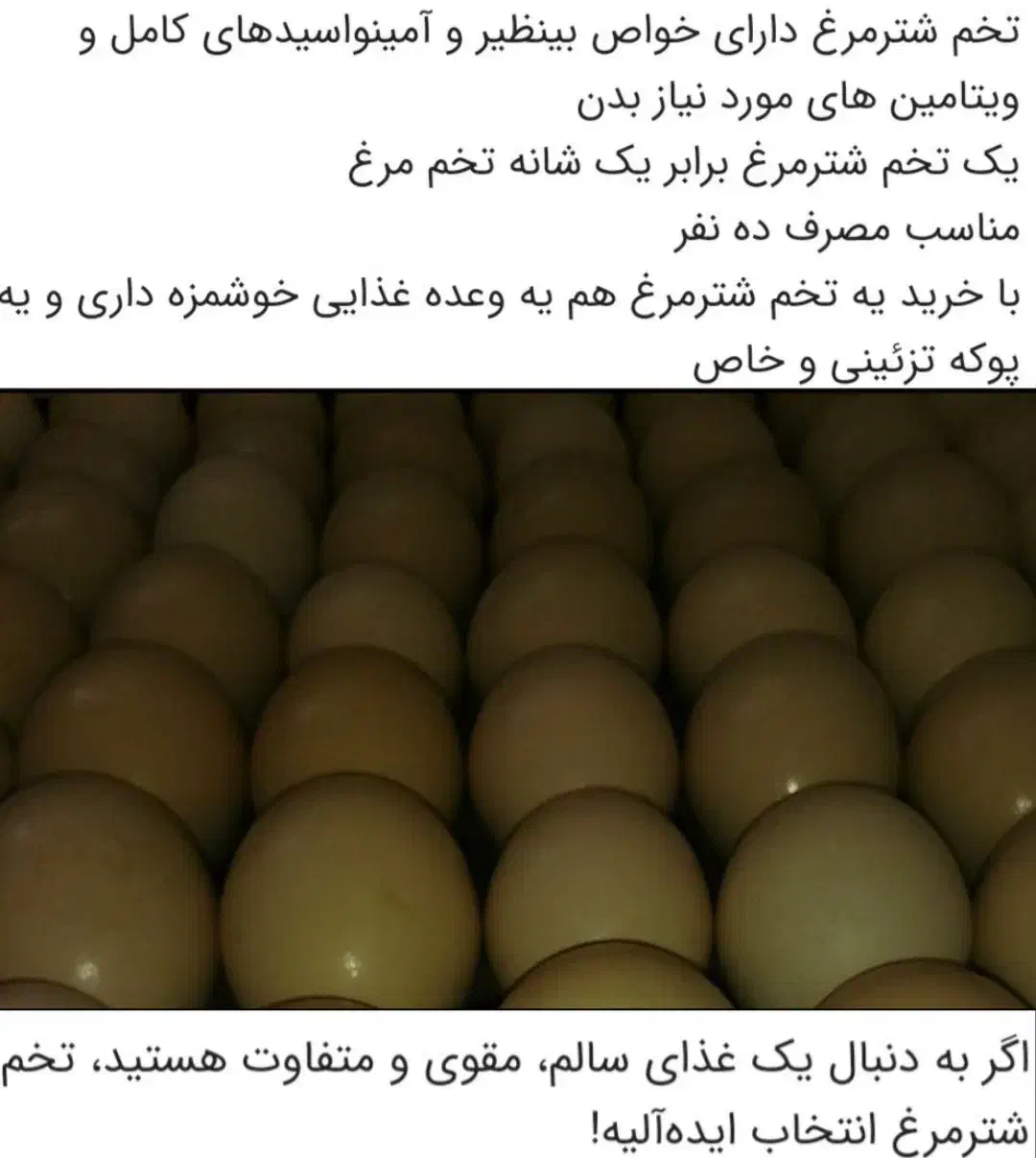 کهره بره گوسفندبزه گاوگوساله بلدرچین|حیوانات مزرعه|یاسوج, |دیوار