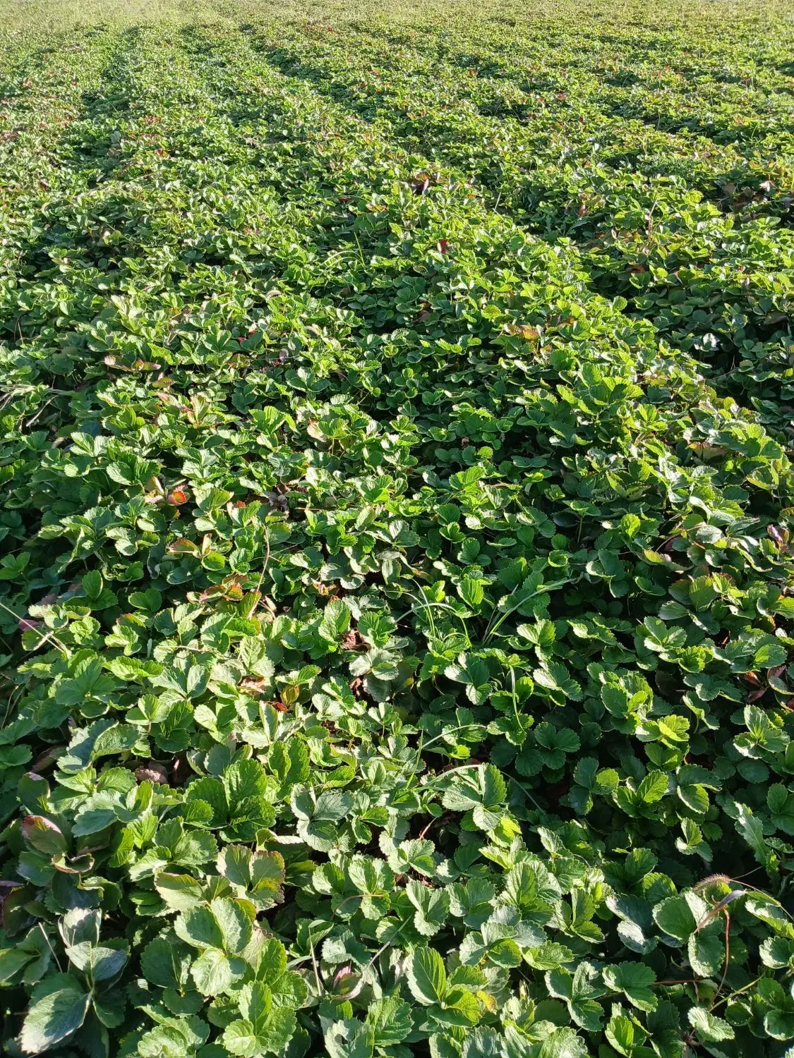 نهال توت فرنگی کاماروس پایه کوتاه،باردهی عالی|گل و گیاه طبیعی|گرگان, |دیوار