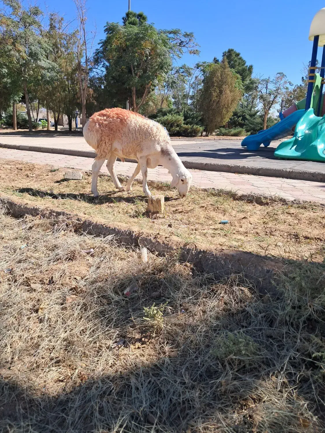 گوسفند|حیوانات مزرعه|بیرجند, |دیوار