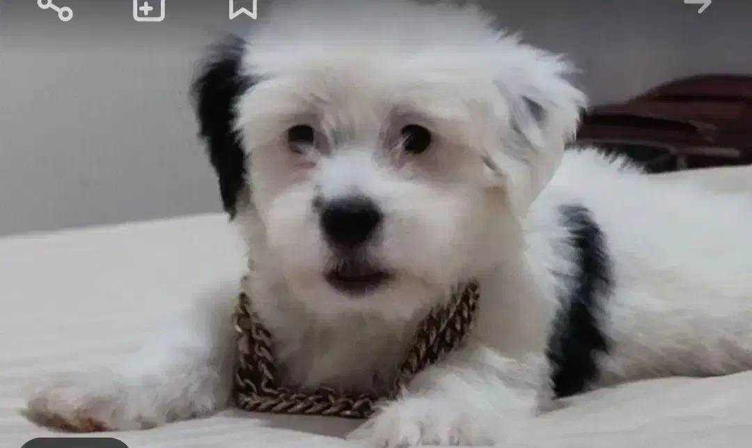 توله سگپاکوتاه(شیتزو)|سگ|شیروان (خراسان), |دیوار