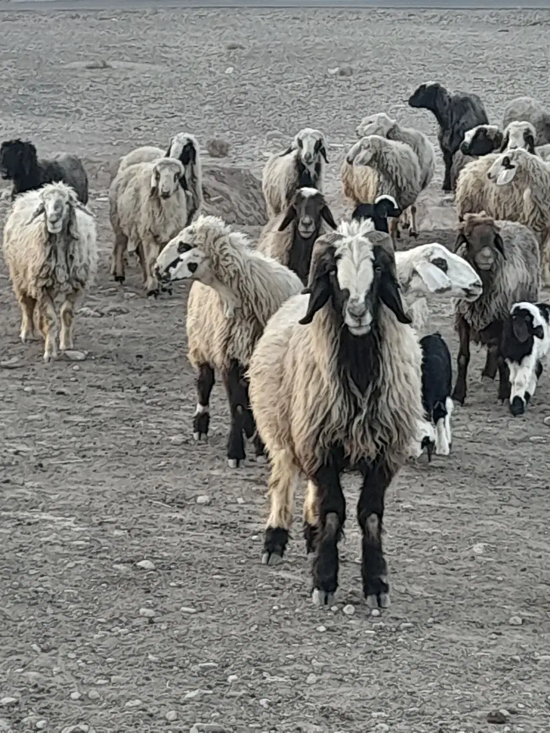 ۲۶راس شیشک میش ترکی داشتی صحرایی بره دار|حیوانات مزرعه|ارژن, |دیوار