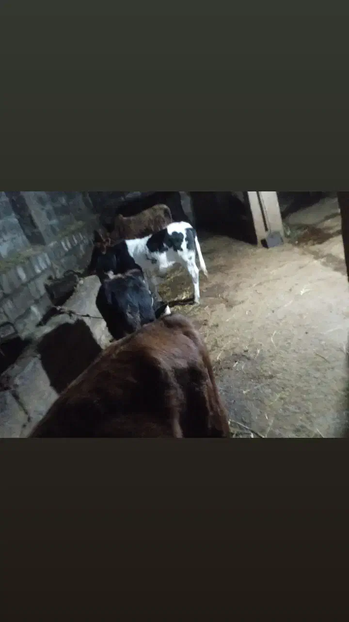 تعدادی گاوآبستن ،گوساله نر محلی|حیوانات مزرعه|املش, |دیوار