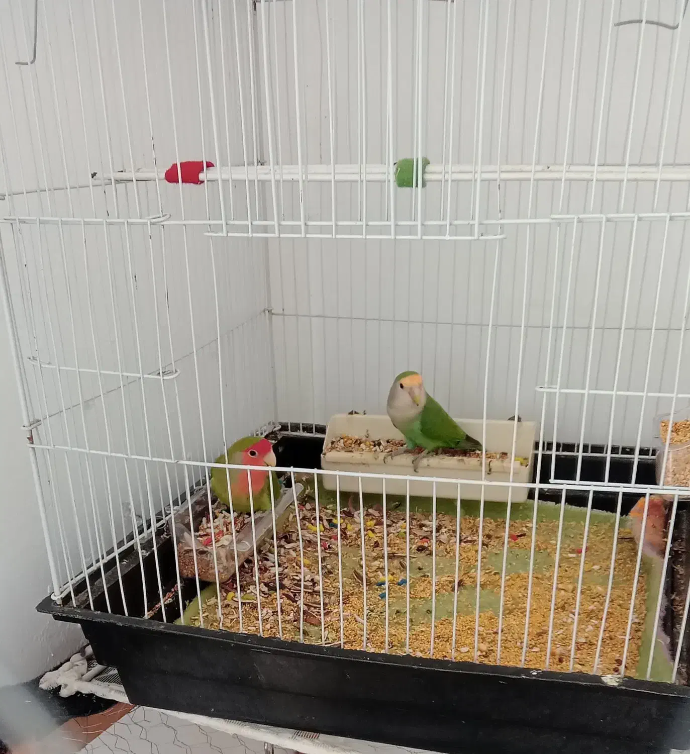 کوتوله برزیلی|پرنده|کردکوی, |دیوار