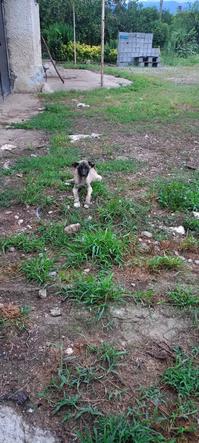 توله ماده سراب|سگ|عباسآباد, |دیوار