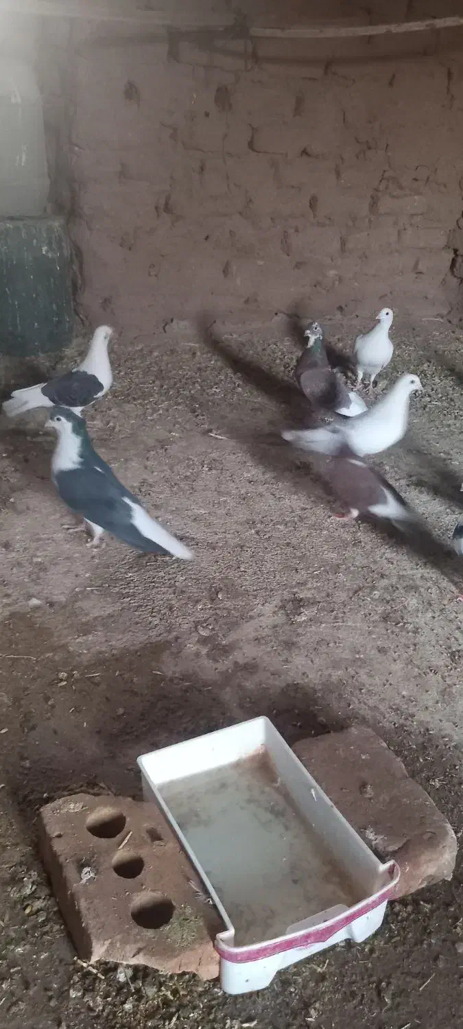 ۱۰کبوتر فروشی|پرنده|خوسف, |دیوار