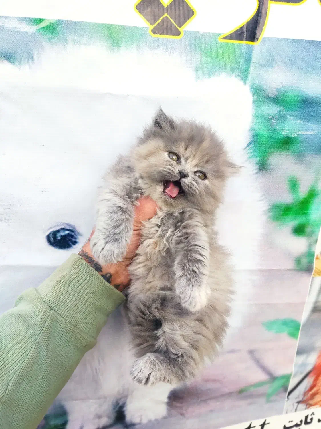 بریتیش بلوگلدلانگ|گربه|تهران, هلال احمر|دیوار