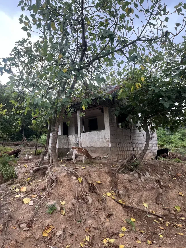 زمین مسکونی روبروی تالاب سوختکوه|فروش زمین و ملک کلنگی|لاهیجان, شیخ زاهد|دیوار