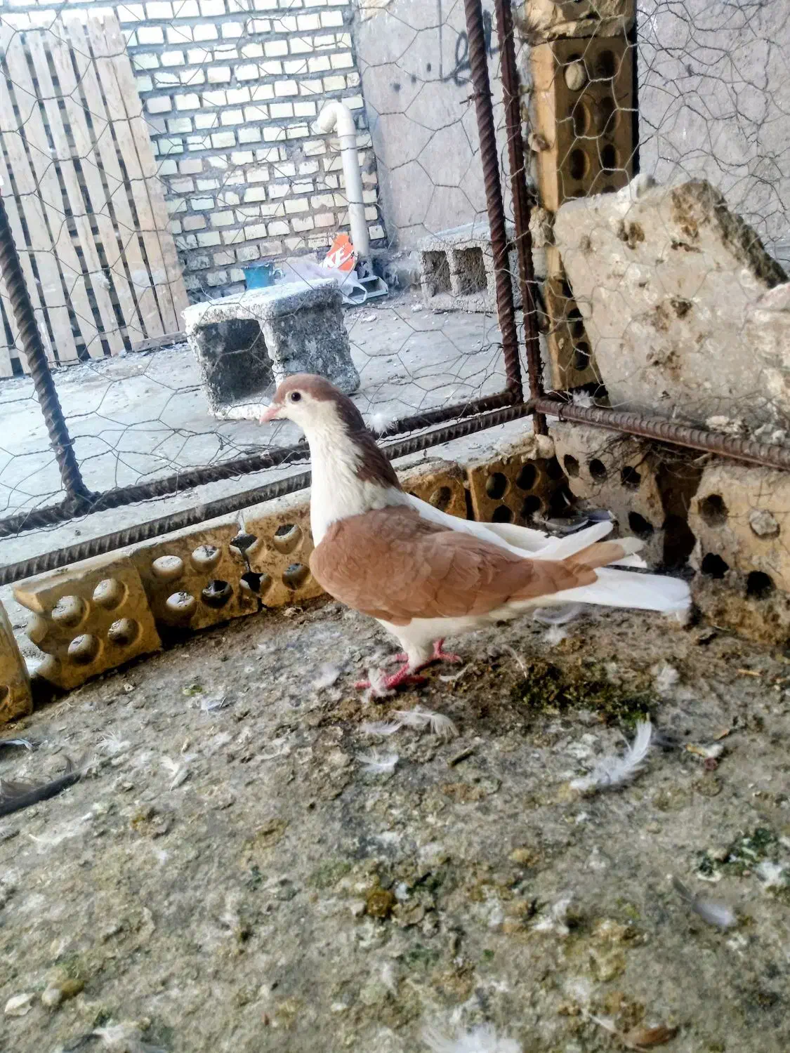 چپ زرد ماده|پرنده|شوشتر, |دیوار