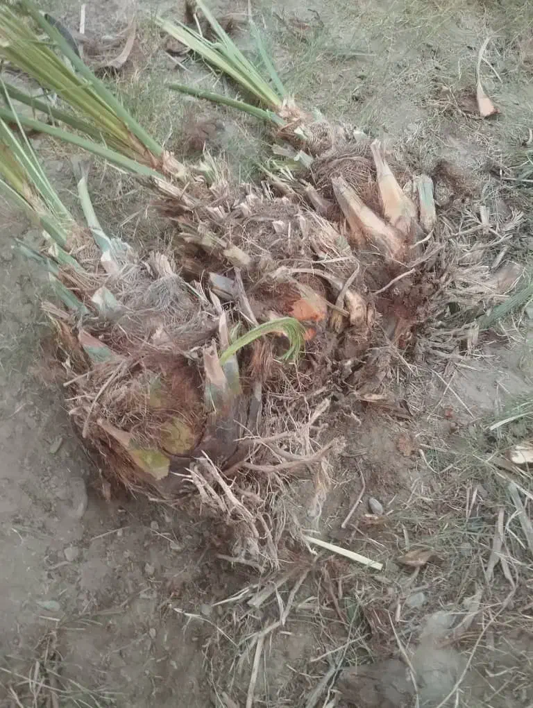 نخل پیارم اماده کاشتن ۱۵۰تاعدد ارسال به سراسر کشور|خدمات باغبانی و درختکاری|جهرم, |دیوار