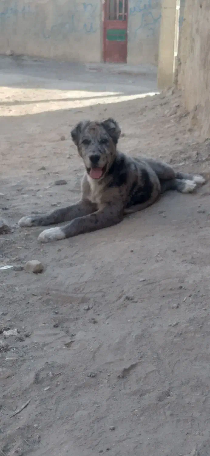 توله نره اماده واگذاری|سگ|سرولایت, |دیوار