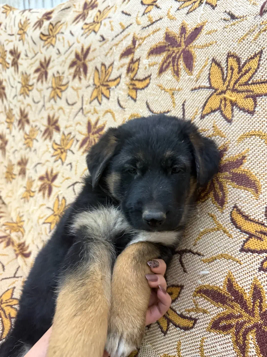 سگ ژرمن|سگ|اراک, |دیوار