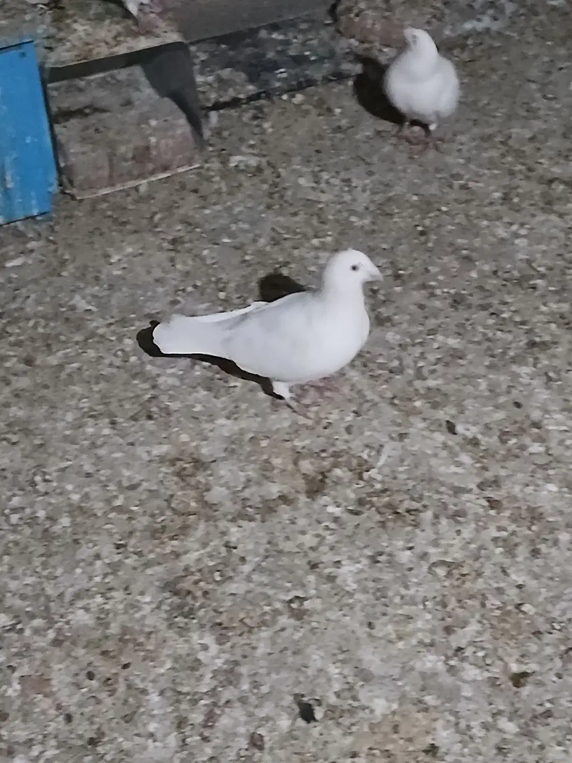 جفت سفید کرمونی|پرنده|چترود, |دیوار