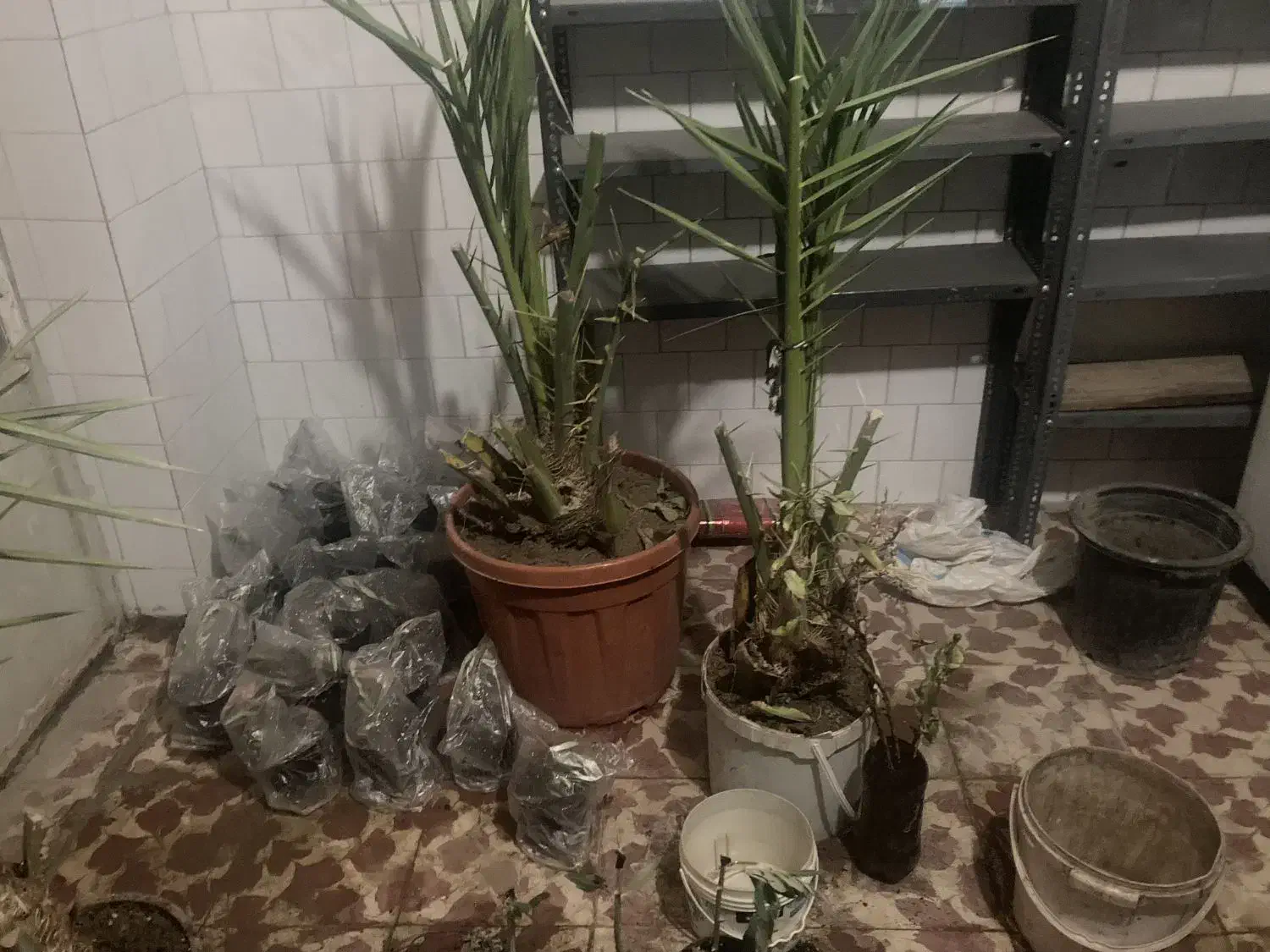 نخل خرما پاجوش گلدانی|گل و گیاه طبیعی|ایلام, |دیوار