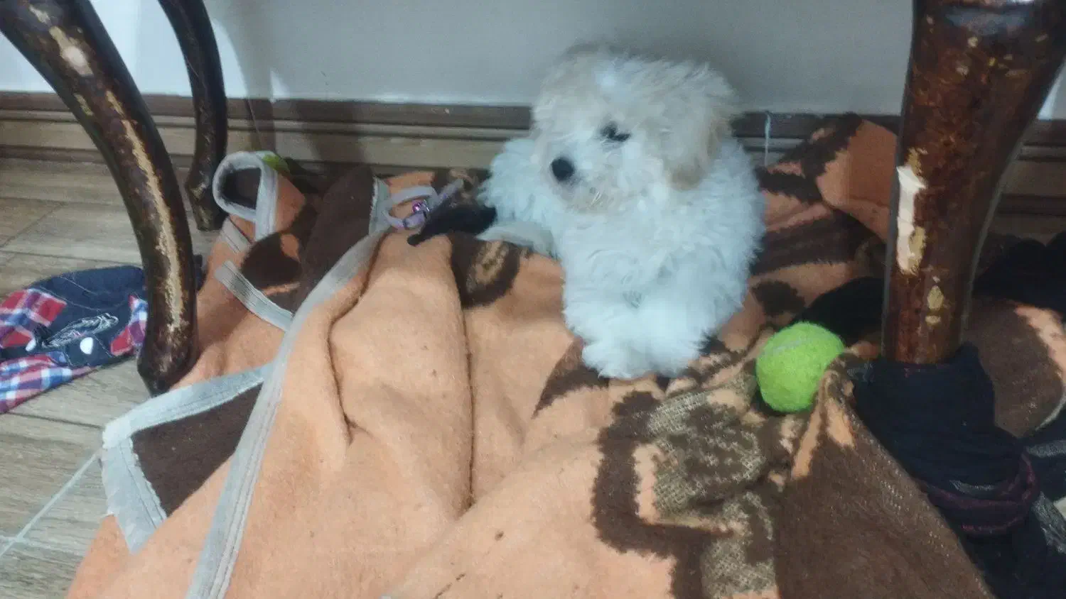 سگ نژاد پودل|سگ|خرمآباد, |دیوار