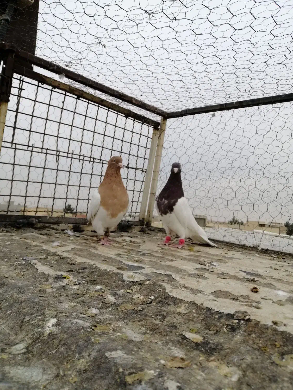 کبوتر|پرنده|شاهینشهر, پارک بانک استان|دیوار