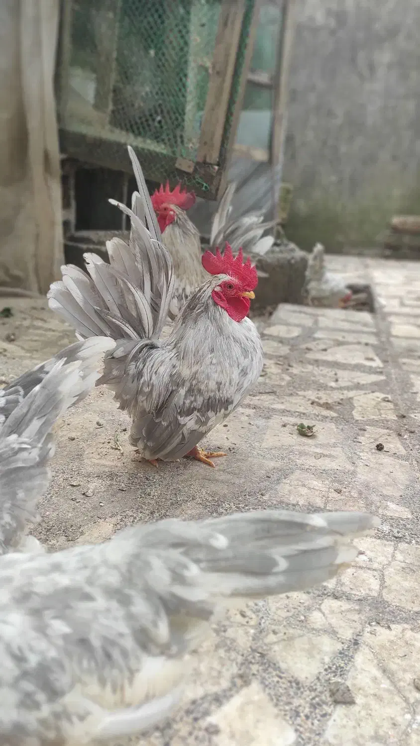 خروس جاپنیز بلو کف خواب|حیوانات مزرعه|رشت, دخانیات|دیوار