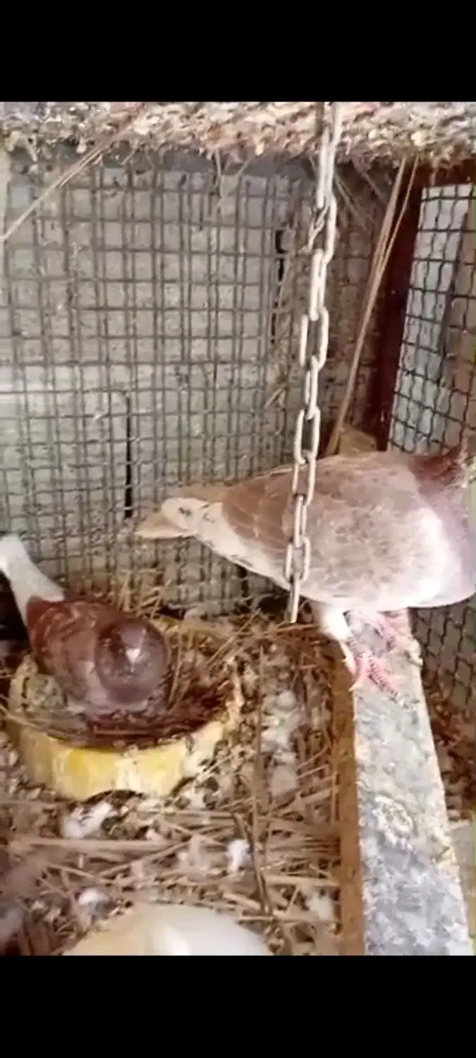 تعدادی کبوتر|پرنده|فیروزآباد (فارس), |دیوار