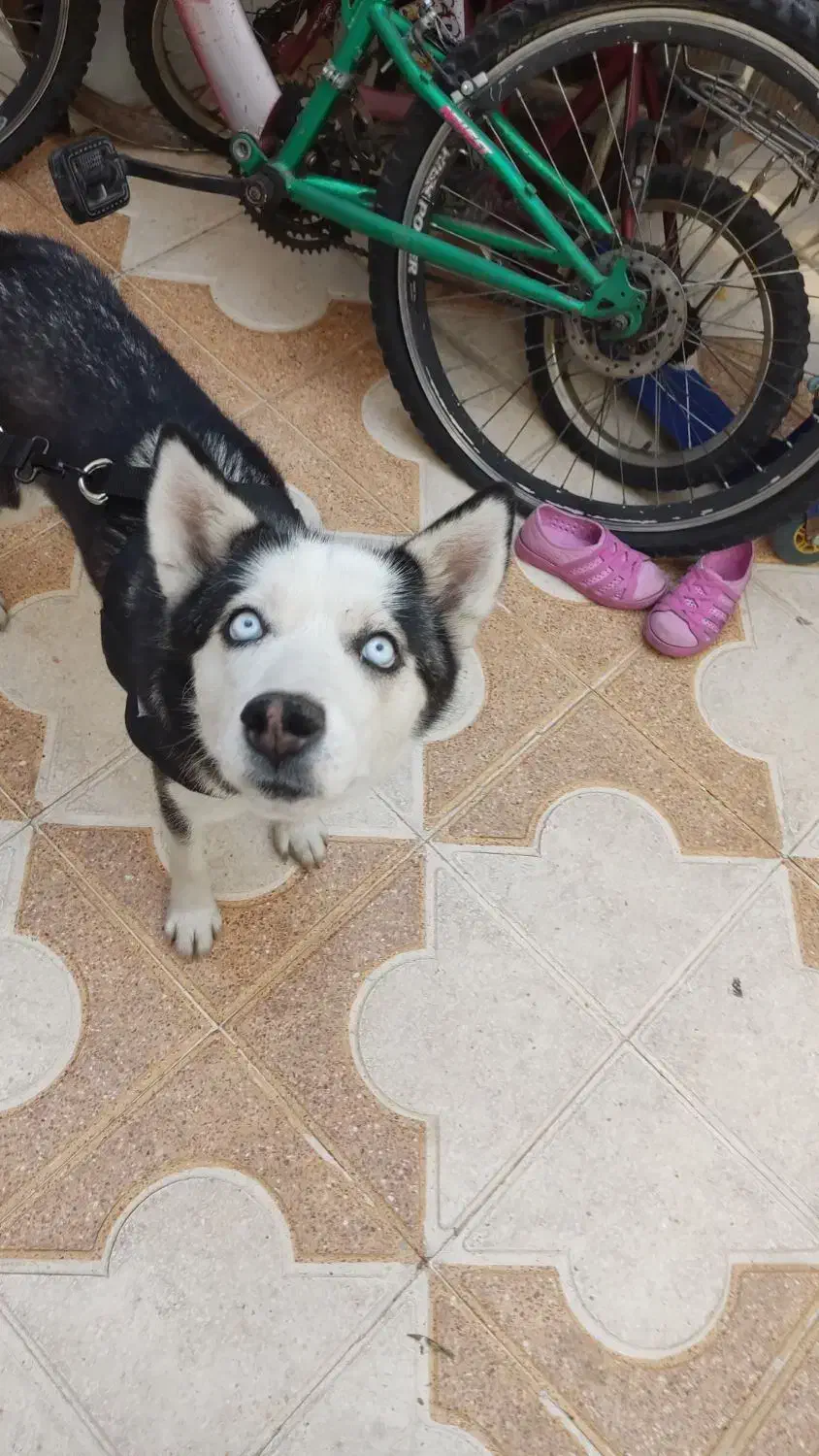 سگ هاسکی|سگ|شیراز, شهرک بهار|دیوار