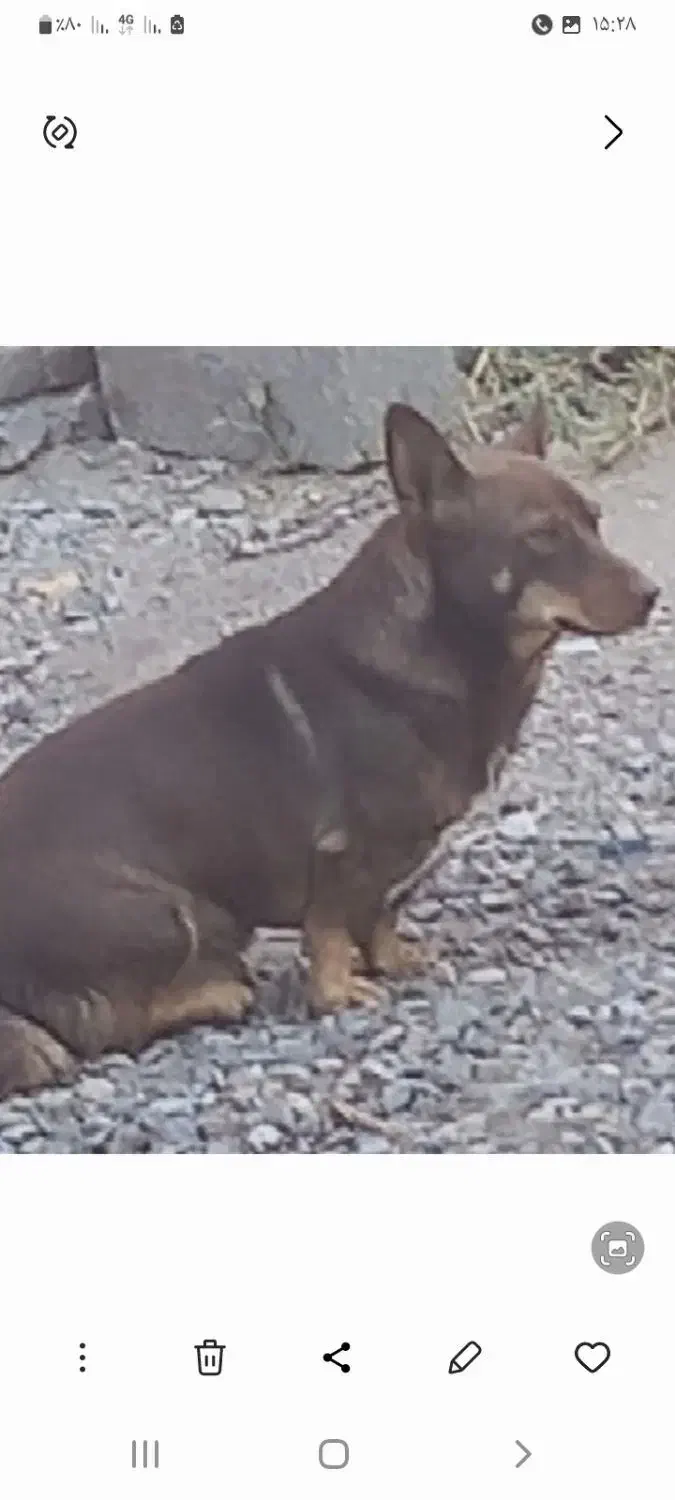 واگذاری پاکوتاه نر|سگ|بناب, |دیوار